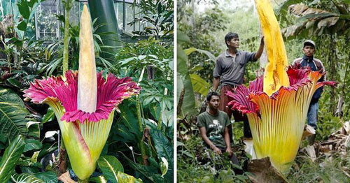 1. Hoa xác chết: Tên khoa học: Amorphophallus titanum, hoặc titan arum. Siêu năng lực: Phát ra mùi giống như xác chết đang phân hủy để thu hút côn trùng. Đặc điểm nổi bật: Đây là loài hoa khổng lồ trong thế giới thực vật, có thể cao gần 3 mét so với mặt đất. Hoa khi nở sẽ phát ra mùi xác phân hủy. Nơi sinh sống: Trong tự nhiên, titan arum phần lớn được tìm thấy trong các khu rừng mưa nhiệt đới ở Sumatra. Loài cây này cũng có thể được tìm thấy rải rác trong các vườn thực vật lớn. 