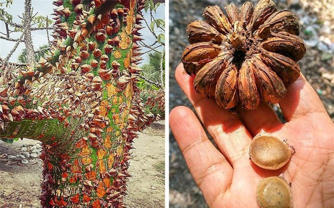 2. Cây hộp cát: Tên khoa học: Hura crepitans. Siêu năng lực: Quả có thể phát nổ và bắn hạt ra xung quanh. Đặc điểm nổi bật: Thân cây được bao quanh bằng những chiếc gai hình nón khổng lồ có thể làm bị thương bất cứ ai trèo lên. Cây cho quả hình bí ngô, khi chín có thể nổ và bắn hạt xa tới 900 mét. Nơi sinh sống: Loài cây nhiệt đới này có nguồn gốc ở các vùng Bắc và Nam Mỹ.