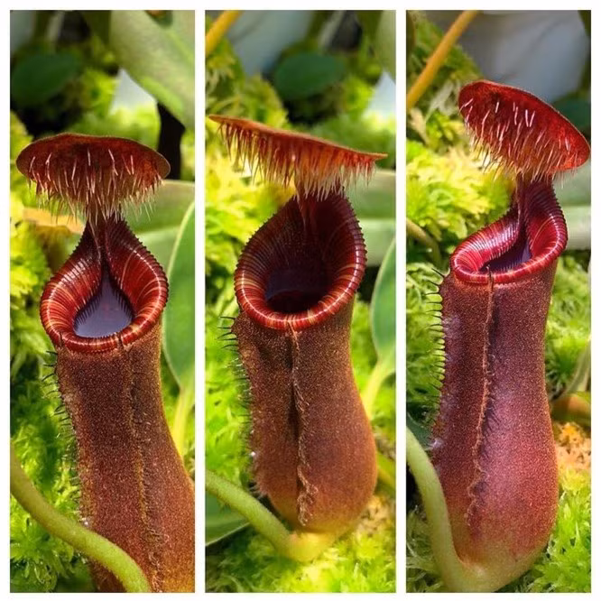 7. Cây nắp ấm: Tên khoa học: Nepenthes. Biệt danh: Cây nắp ấm. Siêu năng lực: Bắt và tiêu hóa côn trùng. Đặc điểm nổi bật: Những chiếc lá hình ấm của Nepenthes đóng vai trò là những cái bẫy thụ động. Mật hoa được tiết ra từ nắp bẫy thu hút côn trùng, sau đó con mồi sẽ bị rơi vào một lớp chất lỏng ở phía dưới đáy hoa nắp ấm. Không thể trốn thoát, con mồi sẽ bị tiêu hóa bởi các enzyme của loài cây ăn thịt này. Nơi sinh sống: Loài Nepenthes thường mọc ở Madagascar, Đông Nam Á và Úc.