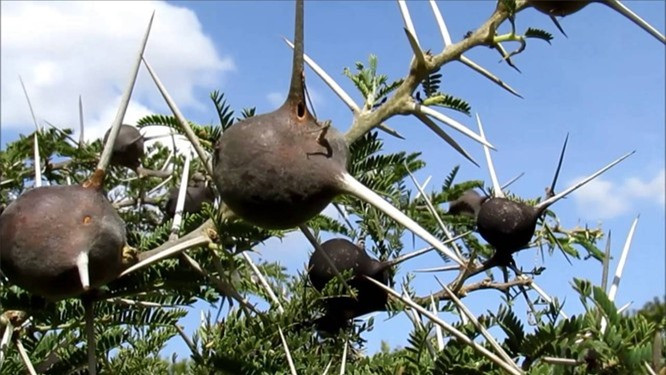 5. Cây biết huýt sáo: Tên khoa học: Vachellia drepanolobium. Biệt danh: Cây biết huýt sáo. Siêu năng lực: Cây có thể phát ra âm thanh như tiếng huýt sáo để ngăn các động vật tới gần. Đặc điểm nổi bật: Loài cây này có một mối quan hệ cộng sinh rất chặt chẽ với loài kiến. Cụ thể, trên cành của Vachellia drepanolobium sẽ phát triển một số chiếc gai bất thường với phần cuống phình to và rỗng. Loài kiến sẽ làm tổ trên những gai này bằng cách đục các lỗ nhỏ. Những chiếc lỗ mà loài kiến đục giúp không khí có thể lọt vào khoang trống bên trong chiếc gai và tạo ra âm thanh như tiếng huýt sáo. Nơi sinh sống: Cây biết huýt sáo có nguồn gốc từ Châu Phi. 