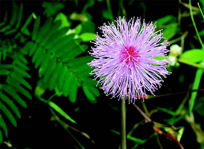 4. Cây xấu hổ: Tên khoa học: Mimosa pudica. Biệt danh: Cây xấu hổ. Siêu năng lực: Cụp lá và rủ xuống khi bị chạm. Đặc điểm nổi bật: Loài cây này phản ứng bằng cách cụp lá và rủ xuống khi gặp phải va chạm. Cơ chế của những chuyển động này được giải thích bằng một sự giải phóng nước từ các tế bào nằm trên cuống và lá. Những chiếc lá bị cụp sẽ mở lại trong vòng vài phút. Nơi sinh sống: Cây có nguồn gốc từ Nam và Trung Mỹ, sống phổ biến ở các vùng nhiệt đới khác. 