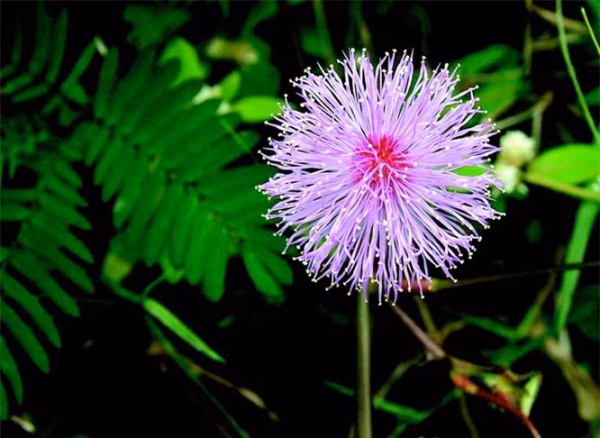 4. Cây xấu hổ: Tên khoa học: Mimosa pudica. Biệt danh: Cây xấu hổ. Siêu năng lực: Cụp lá và rủ xuống khi bị chạm. Đặc điểm nổi bật: Loài cây này phản ứng bằng cách cụp lá và rủ xuống khi gặp phải va chạm. Cơ chế của những chuyển động này được giải thích bằng một sự giải phóng nước từ các tế bào nằm trên cuống và lá. Những chiếc lá bị cụp sẽ mở lại trong vòng vài phút. Nơi sinh sống: Cây có nguồn gốc từ Nam và Trung Mỹ, sống phổ biến ở các vùng nhiệt đới khác. 