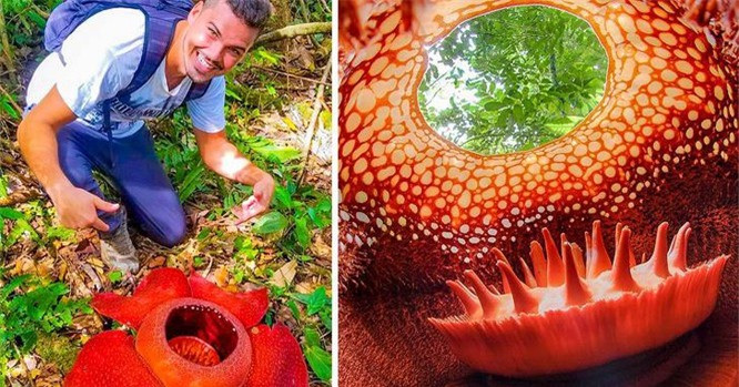 3. Hoa Lily : Tên khoa học: Rafflesia arnoldii. Biệt danh: Hoa lily xác chết. Siêu năng lực: Kí sinh, phát triển từ gốc rễ của vật chủ. Đặc điểm nổi bật: Đây là loài hoa riêng lẻ lớn nhất được biết đến trên hành tinh, có đường kính lên tới gần 1 mét. Loài thực vật này sống kí sinh trên thân cây gỗ của vật chủ. Hoa của loài này phát ra mùi xác thối để thu hút côn trùng đến thụ phấn. Nơi sinh sống: Loại cây này thường mọc ở Indonesia, hoặc bạn có thể tìm mẫu vật được bảo quản trong vườn thực vật. 