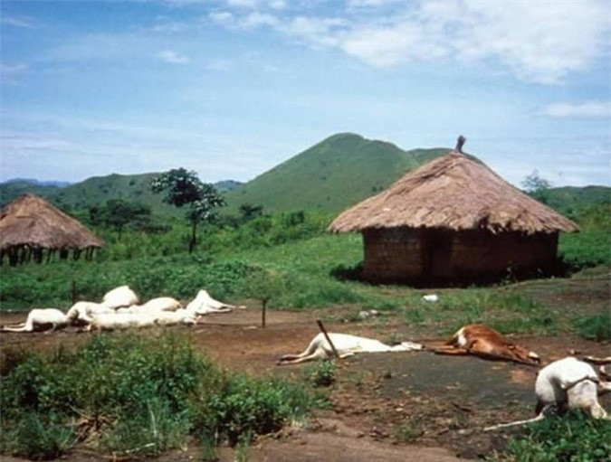 Tuy nhiên, điều tệ nhất là trận sương mù bí ẩn bất ngờ bao phủ một khu vực dân cư gần hồ Nyos, nó đã cướp đi mạng sống của gần 2.000 người và 8.000 gia súc chỉ trong một đêm. 