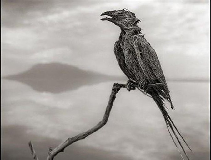 Mặt khác, do nồng độ muối ở hồ quá cao nên xác của những con vật bị rơi xuống hồ được bảo quản rất tốt, hình dáng của chúng được bọc trong những lớp xi măng bằng muối dày đặc trở thành những “bức tượng đá vôi”. 