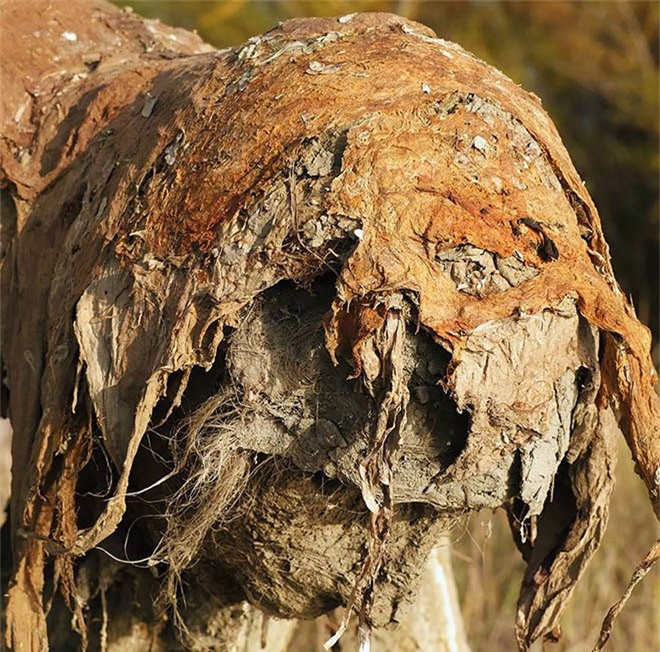 Các bức tượng " kinh dị" này được tạo nên bằng bùn và rong biển, đôi khi có cả tảo khô trong một số chi tiết. Màu sắc, họa tiết và da của các "sinh vật" kỳ dị này thay đổi theo thời gian, cùng với cảnh quan mà chúng được đặt vào. 