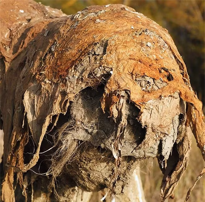 Các bức tượng " kinh dị" này được tạo nên bằng bùn và rong biển, đôi khi có cả tảo khô trong một số chi tiết. Màu sắc, họa tiết và da của các "sinh vật" kỳ dị này thay đổi theo thời gian, cùng với cảnh quan mà chúng được đặt vào. 