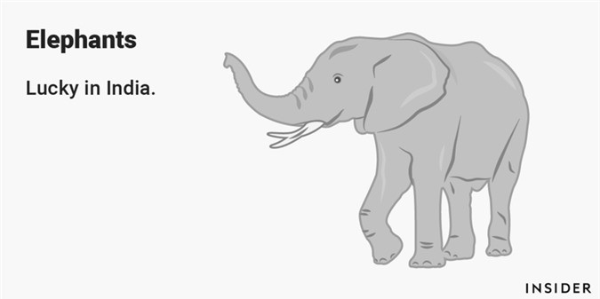 ##sc### Voi: Những chú voi biểu tượng cho quyền lực, sự ổn định và trí tuệ trong văn hóa nhiều quốc gia, đặc biệt là Ấn Độ. Ganesha là một trong những vị thần nổi tiếng của Hindu giáo có đầu voi, mình người và luôn mang lại hạnh phúc, may mắn cho con người. 