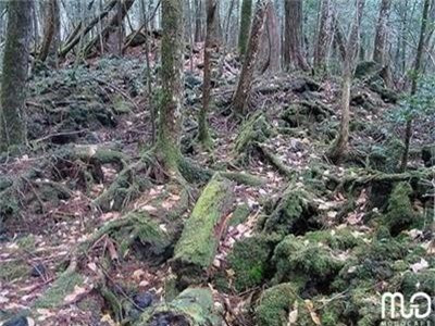 3. Rừng tự sát, Nhật Bản: Được nhắc đến với tên gọi "Nơi hoàn hảo để chết" trong cuốn sách "Những hướng dẫn đầy đủ để tự vẫn" của nhà văn Wataru Tsurumui, Aokigahara là một khu rừng nhỏ tối tăm dưới chân núi Phú Sĩ. Thảm rừng ở cánh rừng Aokigahara dày đặc, vô số cây mọc chen che hết ánh nắng giữa ban ngày và chắn hết các ngọn gió. Vì thế, khu rừng im ắng đến rợn người, truyền thuyết xa xưa kể lại rằng trong khu rừng thường có ma quỷ xuất hiện. Ngày nay, đây là nơi thường xuyên diễn ra các vụ tự tử nhiều đến nổi chính phủ Nhật phải đặt các biển báo khuyên mọi người nên suy nghĩ lại. Nếu bạn đến đây, bạn sẽ thấy được không khí u ám, rợn người, đáng sợ, hay như bắt gặp những sợ dây thòng lọng và những đồ vật của người tự sát bỏ lại. 