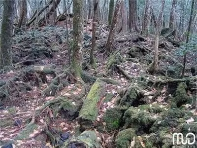 3. Rừng tự sát, Nhật Bản: Được nhắc đến với tên gọi "Nơi hoàn hảo để chết" trong cuốn sách "Những hướng dẫn đầy đủ để tự vẫn" của nhà văn Wataru Tsurumui, Aokigahara là một khu rừng nhỏ tối tăm dưới chân núi Phú Sĩ. Thảm rừng ở cánh rừng Aokigahara dày đặc, vô số cây mọc chen che hết ánh nắng giữa ban ngày và chắn hết các ngọn gió. Vì thế, khu rừng im ắng đến rợn người, truyền thuyết xa xưa kể lại rằng trong khu rừng thường có ma quỷ xuất hiện. Ngày nay, đây là nơi thường xuyên diễn ra các vụ tự tử nhiều đến nổi chính phủ Nhật phải đặt các biển báo khuyên mọi người nên suy nghĩ lại. Nếu bạn đến đây, bạn sẽ thấy được không khí u ám, rợn người, đáng sợ, hay như bắt gặp những sợ dây thòng lọng và những đồ vật của người tự sát bỏ lại. 