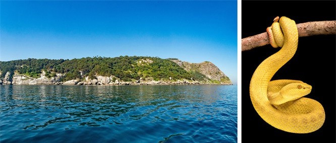 3. Đảo rắn: Hòn đảo mang tên như vậy vì lý do nơi đây đã trở thành nơi sinh sống của một trong những loài rắn độc nhất thế giới, Golden Lancehead. Một số chuyên gia ước tính rằng có khoảng 4000 con rắn sống tại đây, có nghĩa là trung bình mỗi mét vuông sẽ có 1 cá thể rắn xuất hiện. Nơi này nguy hiểm đến mức chính phủ Brazil đã cấm tất cả du khách đến tham quan tại đây. 