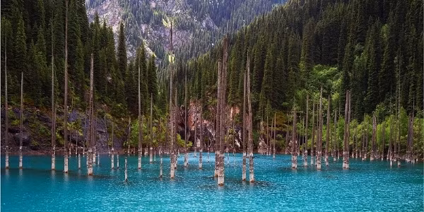 Điểm nhấn của hồ là khu rừng chìm mọc dưới nước cực kỳ độc đáo.