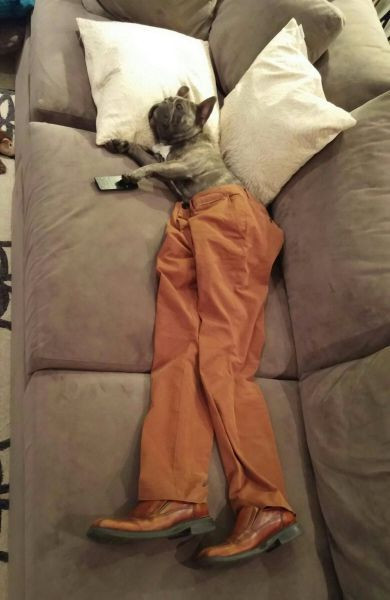 Chú chó chân dài.