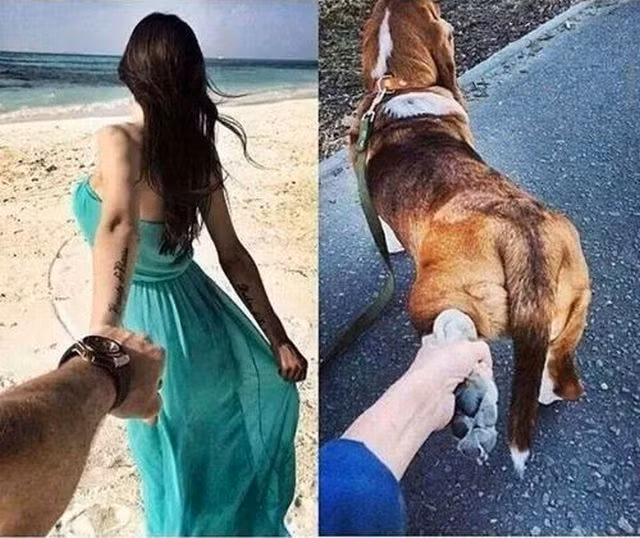 Theo cún đi khắp thế gian.