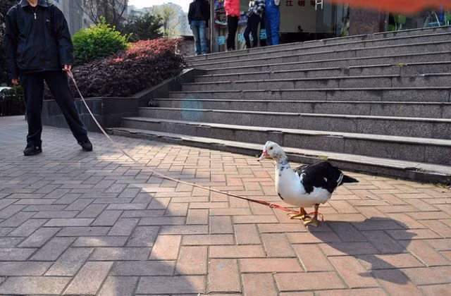 Dắt thú cưng đi dạo.