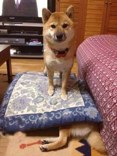 Xin lỗi nhưng mày đã biết quá nhiều!