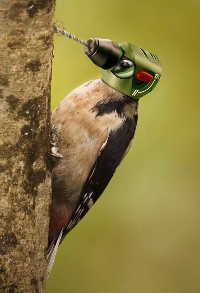 Kim gõ kiến - nay đã tiến hóa.