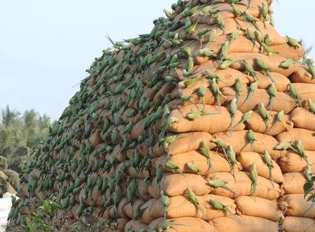 Hẳn là vụ hôi của kinh hoàng nhất mà tôi từng chứng kiến.