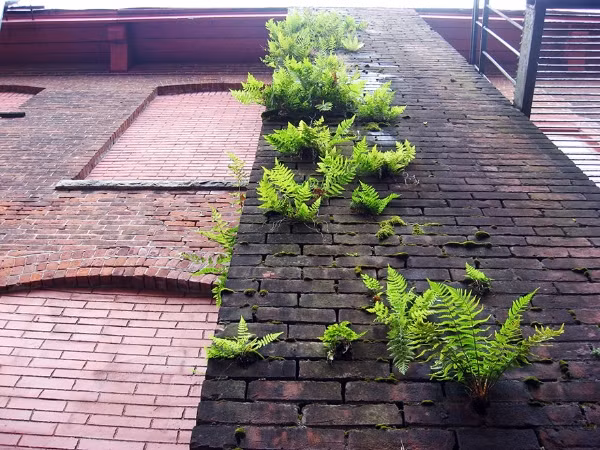 Những cây dương xỉ vẫn kiên trì bám trụ trên tường gạch. Vì thế, hạnh phúc và thành công không phải là không có rắc rối mà là bạn có khả năng đối phó với chúng hay không?