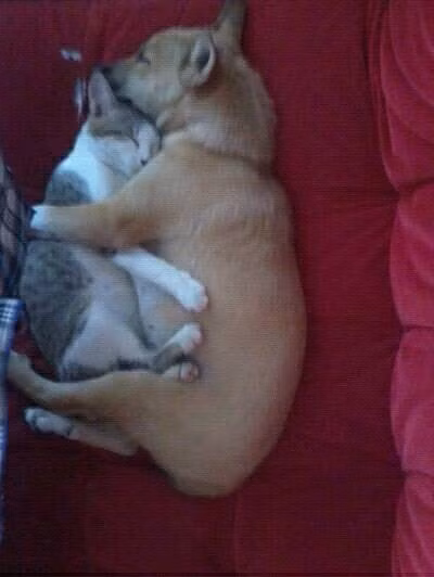 Chó mèo còn có nhau.