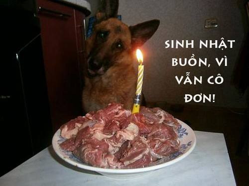 Sinh nhật cún FA.