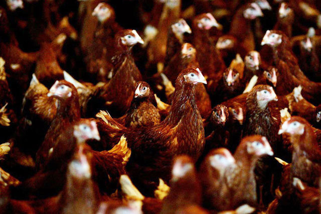 An Do: Thua kien vi nhac dam cuoi lam chet dan ga