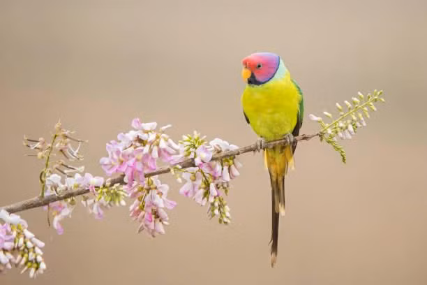 Người sinh vào tháng 1 và tháng 5 Âm lịch. Bói ngày sinh Âm lịch, người sinh vào thời điểm tháng 1 và 5 Âm lịch từng lo lắng về tiền bạc vì công việc gặp phải nhiều thất bại. Mặc dù, họ đã làm việc chăm chỉ để hoàn thành nhiều nhiệm vụ nhưng đối với họ, căng thẳng kinh tế sẽ khiến họ rơi vào tình cảnh lúng túng hơn.