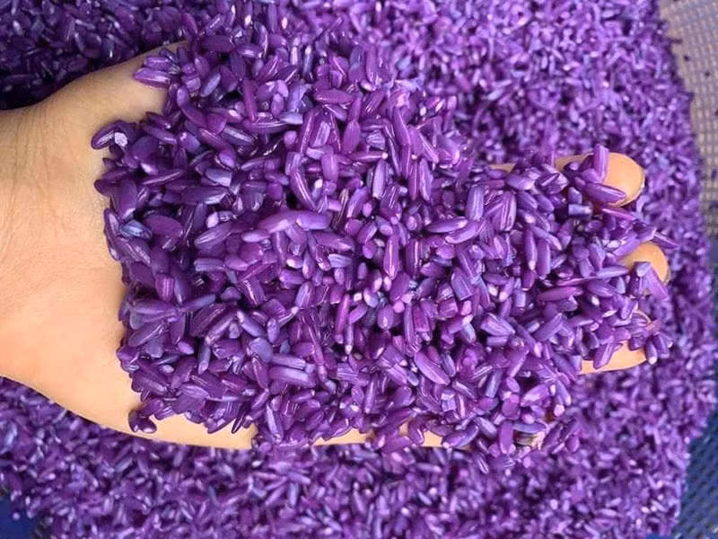 Loai cay moc day vuon nha: Truoc nho cho khong, nay gia gan trieu dong/kg-Hinh-4