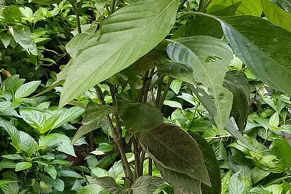 Loai cay moc day vuon nha: Truoc nho cho khong, nay gia gan trieu dong/kg-Hinh-5