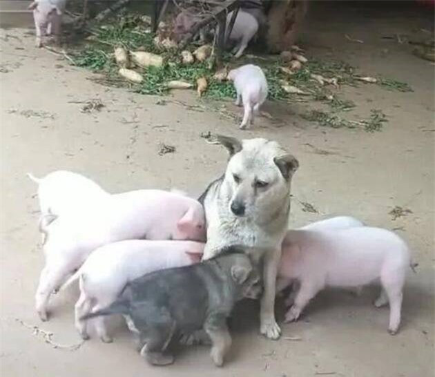 Bị đàn lợn con xếp hàng xin “ti trực”, chó mẹ mới sinh bế tắc ảnh 1 Bị đàn lợn con xếp hàng xin “ti trực”, chó mẹ mới sinh bế tắc ảnh 1