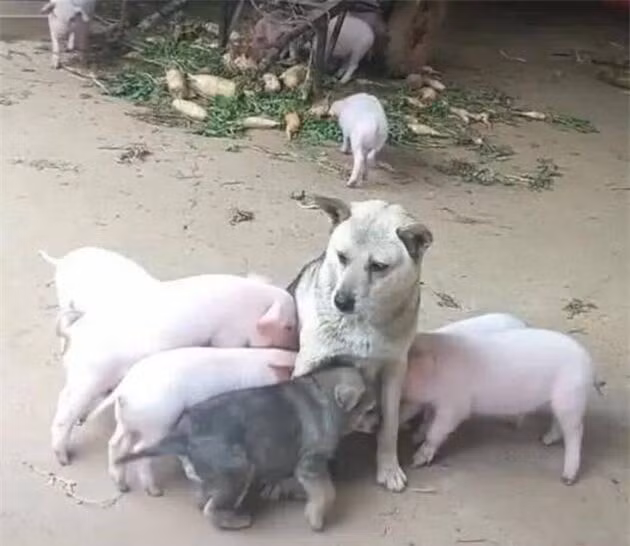Bị đàn lợn con xếp hàng xin “ti trực”, chó mẹ mới sinh bế tắc ảnh 1