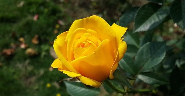  Người sinh vào 2 ngày Âm lịch này có chí làm giàu, không ngừng cầu tiến và phấn đấu để đạt được mục tiêu của mình. Họ cũng rất có quyết tâm và sự kiên trì trong việc hoàn thành mục tiêu.