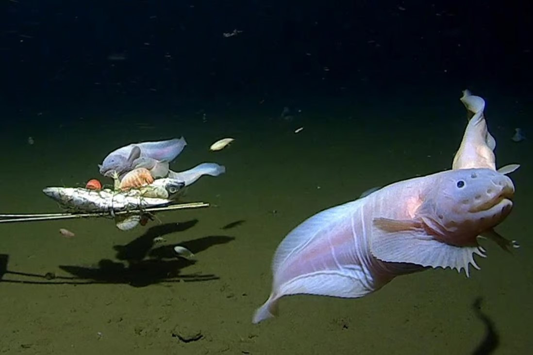 Ghi hình được một con cá đang bơi ở độ sâu lớn nhất thế giới ảnh 1 Ghi hình được một con cá đang bơi ở độ sâu lớn nhất thế giới ảnh 1