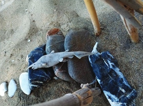 Con ca map yeu tinh qua ky la-Hinh-3