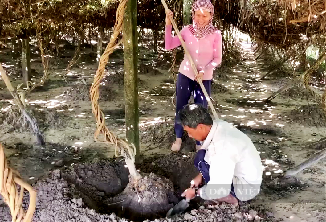 Trồng sắn dây củ nào cũng to bự, hễ đào là bán hết sạch Trong san day cu nao cung to bu, he dao la ban het sach