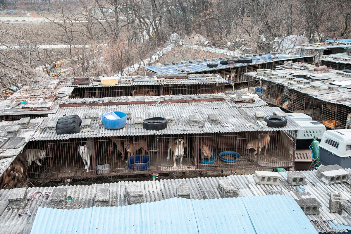 Nhung chu cho duoc nuoi de lam thit o Han Quoc-Hinh-5