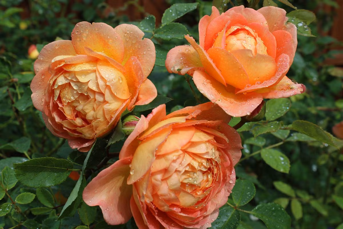 Nguoi sinh vao thang Am nay, gioi giang, tuong lai lam ong chu lon