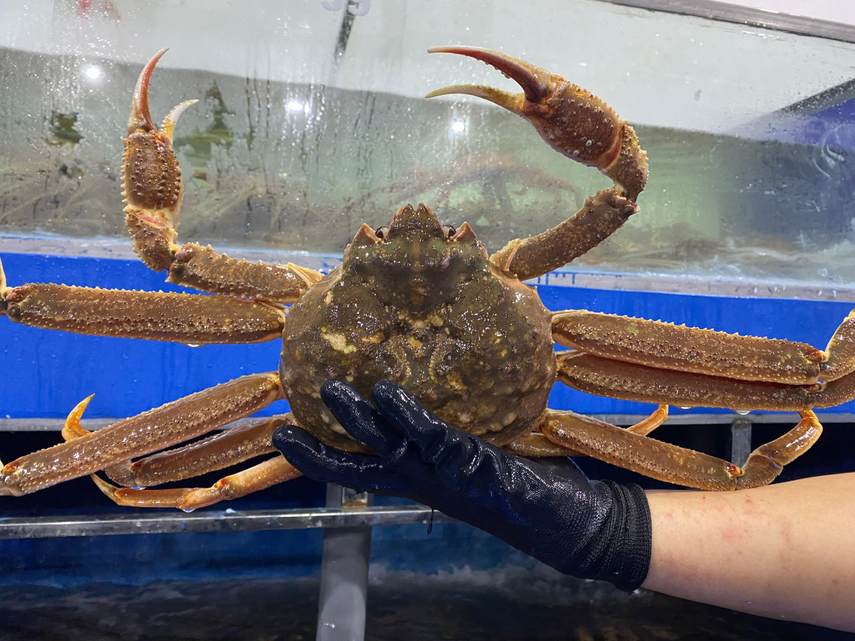 Gan 2 trieu dong mot con cua tuyet tuoi song