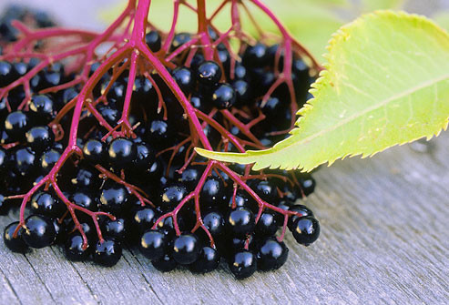 Quả cơm cháy. Từ lâu, quả cơm cháy đã được sử dụng như phương thuốc dân gian truyền thống ở nhiều nơi trên thế giới. Nước trái cây này có thể dùng để chữa ho, cảm lạnh, cảm cúm, nhiễm trùng do vi khuẩn và virus, giảm cholesterol, cải thiện tầm nhìn và sức khỏe tim mạch. Ngoài ra, quả cơm cháy còn chứa nhiều chất xơ, canxi, sắt, kali và các loại vitamin A, B6.