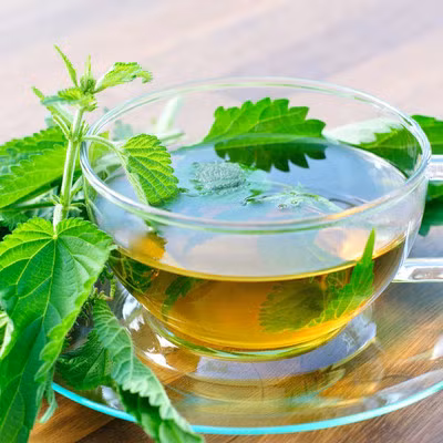 Lá tầm ma. Tầm ma, một loài cây mọc hoang dại ở châu Mỹ, có công dụng bất ngờ trong việc ngăn ngừa rụng tóc sớm ở cả nam và nữ. Nó chứa nhiều vitamin, ngăn cản nội tiết tố testosterone chuyển hóa thành dihydrotestosterone - một chất chủ yếu gây nên tình trạng rụng tóc.