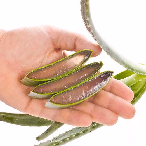 Gel lô hội. Nếu muốn chữa rụng tóc hay muốn tóc nhanh dày tự nhiên, gel lô hội là sự lựa chọn gần gũi và quen thuộc. Dùng chất gel trong của lá lô hội bôi lên phần tóc mỏng, chờ cho tinh chất ngấm vào da đầu đến khi khô thì gội sạch. Áp dụng phương pháp này trong khoảng một tháng sẽ cải thiện được tình trạng tóc mỏng và yếu.