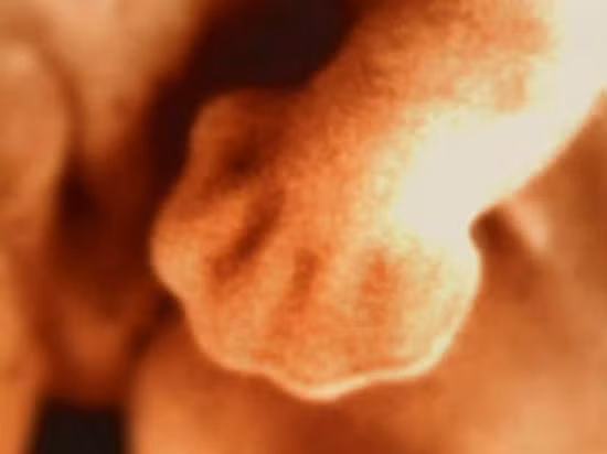 Tuần 7: Các ngón tay của bé đã dần hình thành nhưng chưa thực hiện việc phân chia các kẽ ngón tay bé. Tim bắt đầu tượng hình