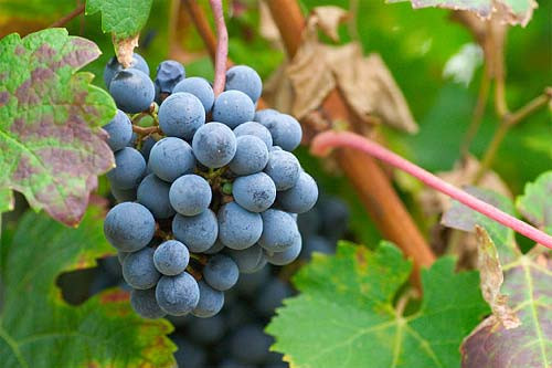 Nho, thành phần của Nho chứa carbohydrate, vitamin C và glucose, ăn 126g Nho bạn đã cung cấp cho cơ thể 20g đường.