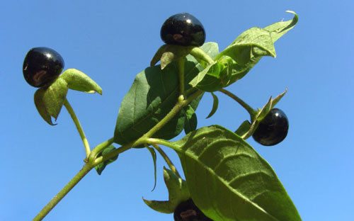 Belladonna (cây ớt mả). Không những gọi nó với cái tên mỹ miều là Belladonna, phụ nữ Ý còn dùng tinh chất cây ớt mả để nhỏ mắt cho trẻ em. Họ cho rằng dung dịch này sẽ có ích trong việc chữa bệnh đau mắt đỏ và khiến đôi mắt trở nên long lanh và trong sáng hơn. Trên thực tế, cách làm này gây biến dạng hình ảnh trên võng mạc khiến mắt trở nên nhạy cảm với ánh sáng mặt trời. Cuối cùng, cái chết là đích đến cuối cùng cho các làm đẹp sai lầm này.