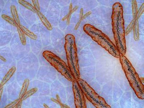 Khiếm khuyết nhiễm sắc thể. Một số khiếm khuyết nhiễm sắc thể rất phổ biến ở thai phụ lớn tuổi. Hội chứng Down cũng là một trong những khiếm khuyết đó.