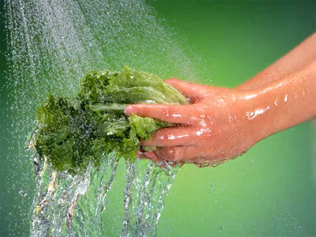 Vì thế khi mua rau về mẹ vẫn nên lưu ý khâu rửa rau thật sạch. Tốt nhất mẹ nên ngâm rau trong nước 20-30 phút cho hết hoàn toàn thuốc trừ sâu, rồi rửa lại bằng nước sạch 2-3 lần, kết thúc ngâm trong hỗn hợp nước muối nhạt từ 10-15 phút để rau được khử trùng hoàn toàn.