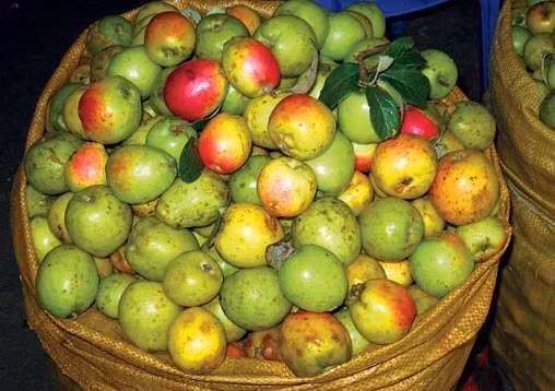 Táo mèo. Táo mèo có vị chua, chát, ngọt rất hợp với những bà bầu ốm nghén nhưng loại quả này lại không thực sự tốt cho phụ nữ mang thai. Theo nhiều tài liệu ghi lại, táo mèo có tác dụng làm hưng phấn tử cung, có thể thúc đẩy tử cung co bóp, gây sảy thai và sinh non.