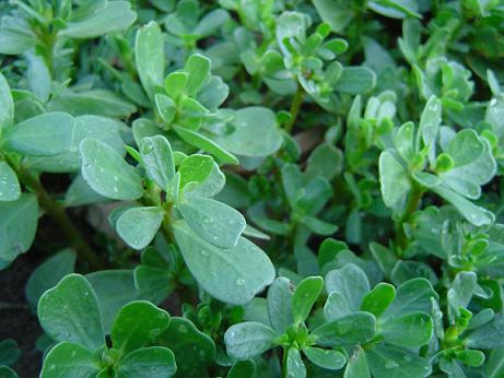 Cây rau sam: Cũng giống như hạt ý dĩ, cây rau sam cũng có thể kích thích tử cung gây ra sẩy thai. Vì vậy, các bà bầu nên tránh ăn rau sam trong thời gian mang thai.