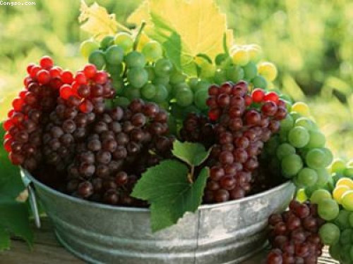 Nho. Theo Đông y, nho giúp bổ khí, tăng cường thể lực và bổ máu. Nho chứa nhiều đường glucose, can-xi, phốt-pho, sắt, vitamin, amino axit… những chất này rất cần thiết để tăng cường sức khỏe và bổ sung máu cho cơ thể người già, phụ nữ mang thai, và những người thường xuyên mệt mỏi do thiếu máu.