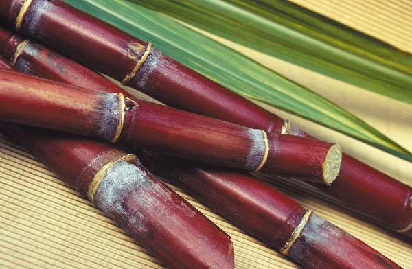 Mía. Mía được coi là loại bổ máu nhất trong tất cả các loại trái cây. Mía chứa những nguyên tố vi lượng cần thiết cho cơ thể như sắt, canxi, kẽm…trong đó hàm lượng sắt là lớn nhất. Nghiên cứu cho thấy, mía không những chứa nhiều đường, nước mà còn chứa nhiều vitamin các loại, protein, axit hữu cơ, canxi, sắt…những chất có lợi cho quá trình trao đổi chất trong cơ thể.